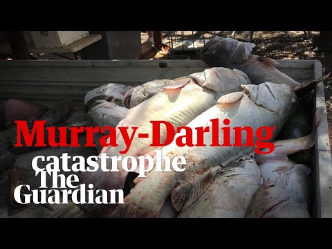 What caused the death of a million fish in Australia’s Murray-Darling Basin?