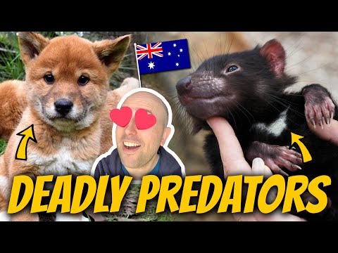 Australia's Deadliest Predators | Dingoes & Devils | The Goss