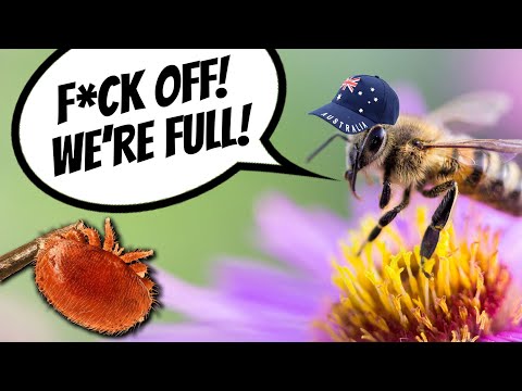 F*CK OFF! We're full!!! Australia's Bees Say "NO!"