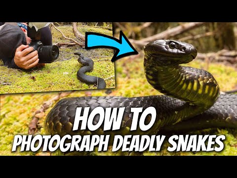 How To Photograph Australia's Deadliest Animals with Ross McGibbon