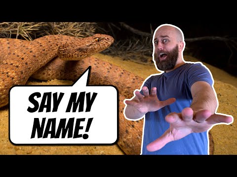 Minisode: How The DEATH ADDER Got Its Name | AE 784