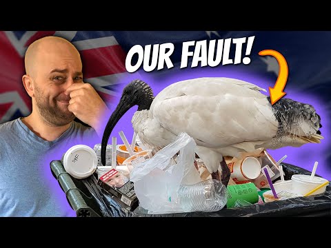 Origins of the Australian BIN CHICKEN | Sean Dooley | White Ibis