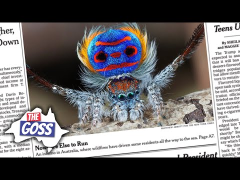 Dancing Spiders, Coward Punches, & the First-Recorded F-Bomb | The Goss | Aussie English