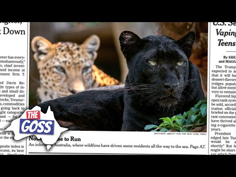 Australia's Big Cats, Rio Tinto's Big "Oops" and more! | The Goss | Aussie English