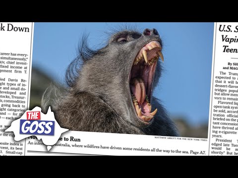 Baboons Loose in Sydney, Domestic Violence, & Julian Assange | The Goss