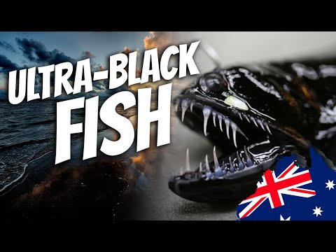 The Goss: Ultra Black Fish Whose Skin Absorbs 99.9% of Light | AE 853