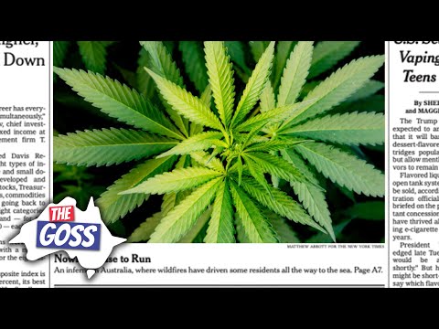 Cannabis Legalisation, Women's Sports, & Dating Indigenous Art with Wasp Nests | The Goss 6