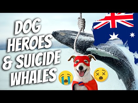 Dog Heroes, Suicide Whales, & a Convict's Worst Nightmare | AE 820