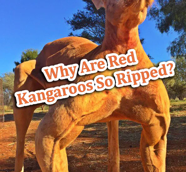 red kangaroo muscles