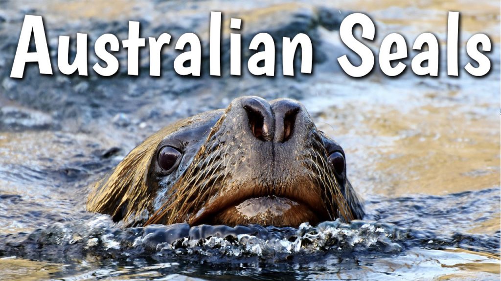 AE 546 - Australian seals - Aussie English