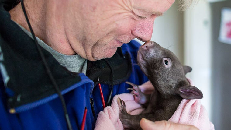 mange management, wombats in australia, australian wombats, aussie english, australian english, nick bean, ae 558, 558