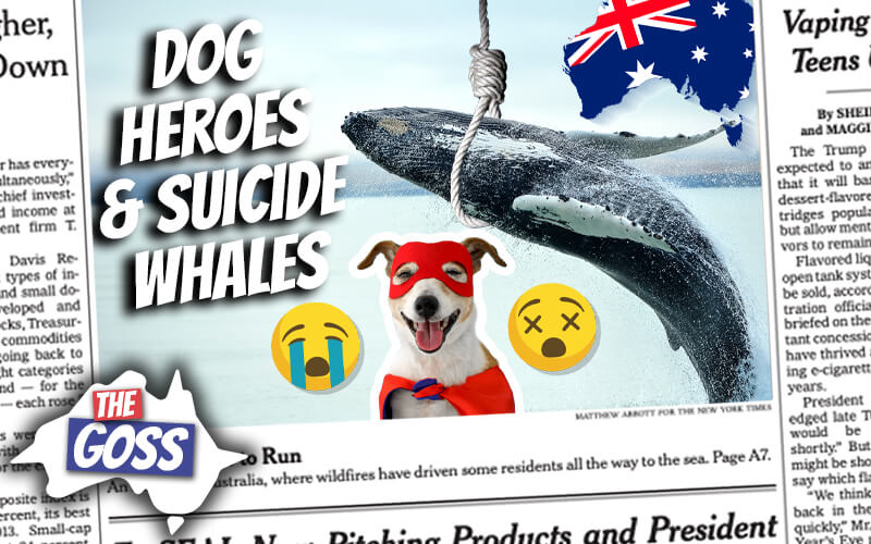 pete smissen, host of aussie english, the goss australia, dog protects kittens from cold, whale migration australia, stranded blue whales, old australia convict