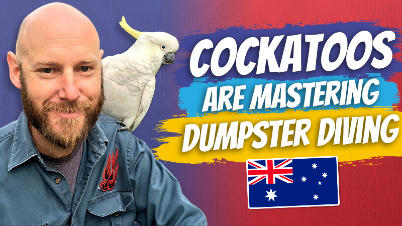 pete smissen, host of the aussie english podcast, learn english australia, listen to australian accent, aussie english interview, dr john martin taronga zoo, cockatoos like bin chickens, cockatoos scavengers australia, cockatoos dumpster diving australia